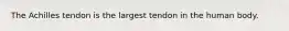 The Achilles tendon is the largest tendon in the human body.