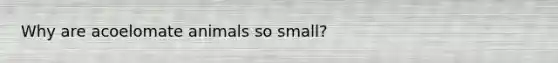 Why are acoelomate animals so small?