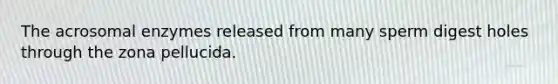 The acrosomal enzymes released from many sperm digest holes through the zona pellucida.