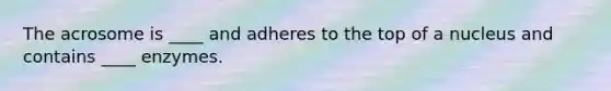 The acrosome is ____ and adheres to the top of a nucleus and contains ____ enzymes.