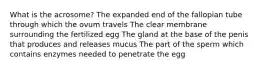 What is the acrosome? The expanded end of the fallopian tube through which the ovum travels The clear membrane surrounding the fertilized egg The gland at the base of the penis that produces and releases mucus The part of the sperm which contains enzymes needed to penetrate the egg