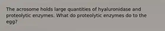 The acrosome holds large quantities of hyaluronidase and proteolytic enzymes. What do proteolytic enzymes do to the egg?