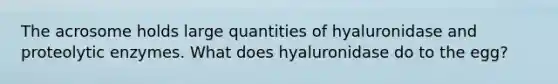 The acrosome holds large quantities of hyaluronidase and proteolytic enzymes. What does hyaluronidase do to the egg?