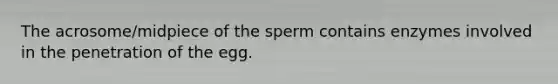 The acrosome/midpiece of the sperm contains enzymes involved in the penetration of the egg.