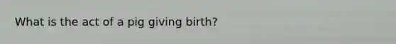 What is the act of a pig giving birth?