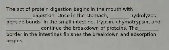 The act of protein digestion begins in the mouth with ___________digestion. Once in the stomach, ________ hydrolyzes peptide bonds. In the small intestine, trypsin, chymotrypsin, and ______________ continue the breakdown of proteins. The_________ border in the intestines finishes the breakdown and absorption begins.