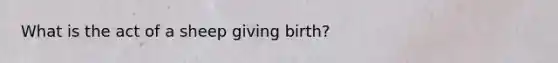 What is the act of a sheep giving birth?