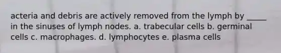 acteria and debris are actively removed from the lymph by _____ in the sinuses of lymph nodes. a. trabecular cells b. germinal cells c. macrophages. d. lymphocytes e. plasma cells