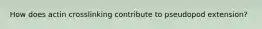How does actin crosslinking contribute to pseudopod extension?
