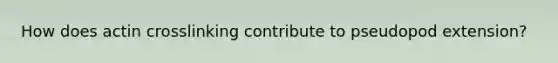 How does actin crosslinking contribute to pseudopod extension?