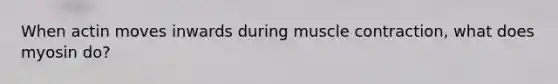 When actin moves inwards during muscle contraction, what does myosin do?