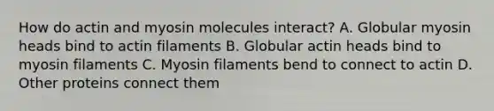 How do actin and myosin molecules interact? A. Globular myosin heads bind to actin filaments B. Globular actin heads bind to myosin filaments C. Myosin filaments bend to connect to actin D. Other proteins connect them