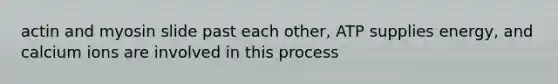 actin and myosin slide past each other, ATP supplies energy, and calcium ions are involved in this process