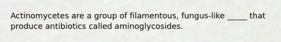 Actinomycetes are a group of filamentous, fungus-like _____ that produce antibiotics called aminoglycosides.