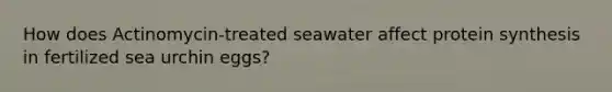 How does Actinomycin-treated seawater affect protein synthesis in fertilized sea urchin eggs?