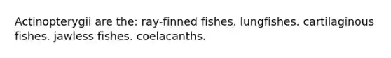 Actinopterygii are the: ray-finned fishes. lungfishes. cartilaginous fishes. jawless fishes. coelacanths.