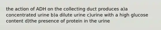 the action of ADH on the collecting duct produces a)a concentrated urine b)a dilute urine c)urine with a high glucose content d)the presence of protein in the urine