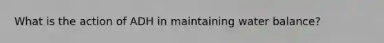 What is the action of ADH in maintaining water balance?