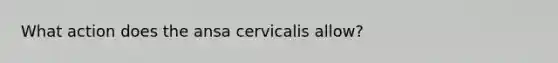 What action does the ansa cervicalis allow?