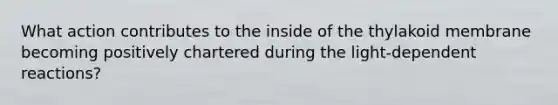 What action contributes to the inside of the thylakoid membrane becoming positively chartered during the light-dependent reactions?