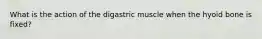 What is the action of the digastric muscle when the hyoid bone is fixed?