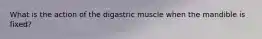 What is the action of the digastric muscle when the mandible is fixed?