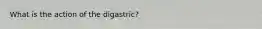 What is the action of the digastric?