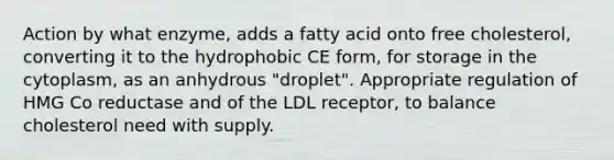 Action by what enzyme, adds a fatty acid onto free cholesterol, converting it to the hydrophobic CE form, for storage in the cytoplasm, as an anhydrous "droplet". Appropriate regulation of HMG Co reductase and of the LDL receptor, to balance cholesterol need with supply.