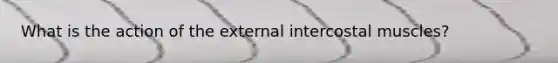 What is the action of the external intercostal muscles?