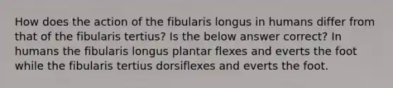 How does the action of the fibularis longus in humans differ from that of the fibularis tertius? Is the below answer correct? In humans the fibularis longus plantar flexes and everts the foot while the fibularis tertius dorsiflexes and everts the foot.