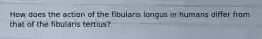 How does the action of the fibularis longus in humans differ from that of the fibularis tertius?