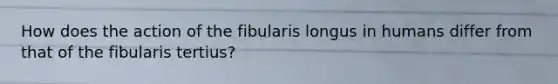 How does the action of the fibularis longus in humans differ from that of the fibularis tertius?