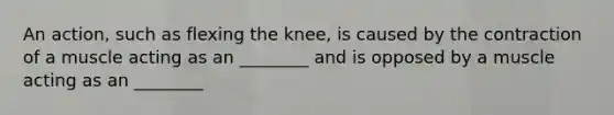 An action, such as flexing the knee, is caused by the contraction of a muscle acting as an ________ and is opposed by a muscle acting as an ________