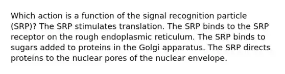 Which action is a function of the signal recognition particle (SRP)? The SRP stimulates translation. The SRP binds to the SRP receptor on the rough endoplasmic reticulum. The SRP binds to sugars added to proteins in the Golgi apparatus. The SRP directs proteins to the nuclear pores of the nuclear envelope.