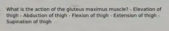 What is the action of the gluteus maximus muscle? - Elevation of thigh - Abduction of thigh - Flexion of thigh - Extension of thigh - Supination of thigh