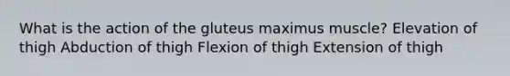 What is the action of the gluteus maximus muscle? Elevation of thigh Abduction of thigh Flexion of thigh Extension of thigh