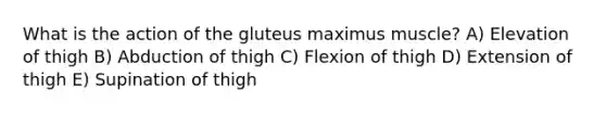 What is the action of the gluteus maximus muscle? A) Elevation of thigh B) Abduction of thigh C) Flexion of thigh D) Extension of thigh E) Supination of thigh