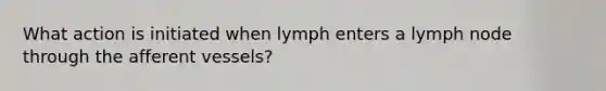 What action is initiated when lymph enters a lymph node through the afferent vessels?