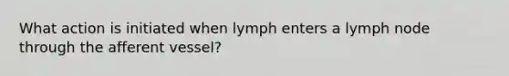 ​What action is initiated when lymph enters a lymph node through the afferent vessel?