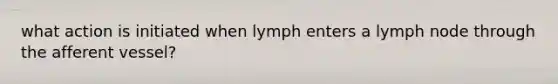 what action is initiated when lymph enters a lymph node through the afferent vessel?