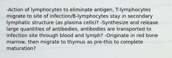 -Action of lymphocytes to eliminate antigen, T-lymphocytes migrate to site of infection/B-lymphocytes stay in secondary lymphatic structure (as plasma cells)? -Synthesize and release large quantities of antibodies, antibodies are transported to infection site through blood and lymph? -Originate in red bone marrow, then migrate to thymus as pre-this to complete maturation?