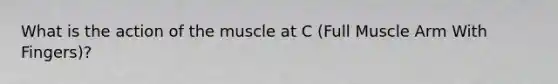 What is the action of the muscle at C (Full Muscle Arm With Fingers)?