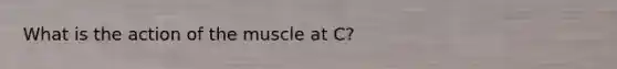 What is the action of the muscle at C?