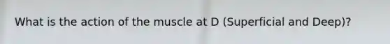 What is the action of the muscle at D (Superficial and Deep)?