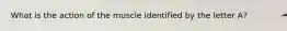 What is the action of the muscle identified by the letter A?