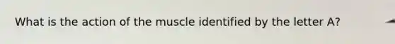 What is the action of the muscle identified by the letter A?