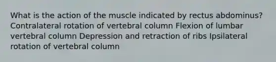 What is the action of the muscle indicated by rectus abdominus? Contralateral rotation of vertebral column Flexion of lumbar vertebral column Depression and retraction of ribs Ipsilateral rotation of vertebral column