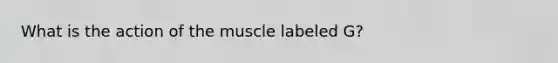 What is the action of the muscle labeled G?