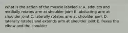 What is the action of the muscle labeled I? A. adducts and medially rotates arm at shoulder joint B. abducting arm at shoulder joint C. laterally rotates arm at shoulder joint D. laterally rotates and extends arm at shoulder joint E. flexes the elbow and the shoulder