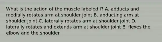 What is the action of the muscle labeled I? A. adducts and medially rotates arm at shoulder joint B. abducting arm at shoulder joint C. laterally rotates arm at shoulder joint D. laterally rotates and extends arm at shoulder joint E. flexes the elbow and the shoulder